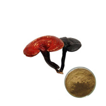 Factory Supply Reishi Mushroom Powder Extract